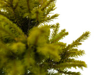 Load image into Gallery viewer, Bonsai Special | Norway Spruce (C5)