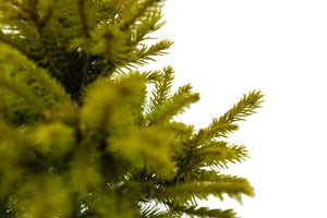 Bonsai Special | Norway Spruce (C5)