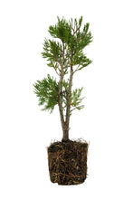 Load image into Gallery viewer, Bonsai Special | Incense Cedar (C6)