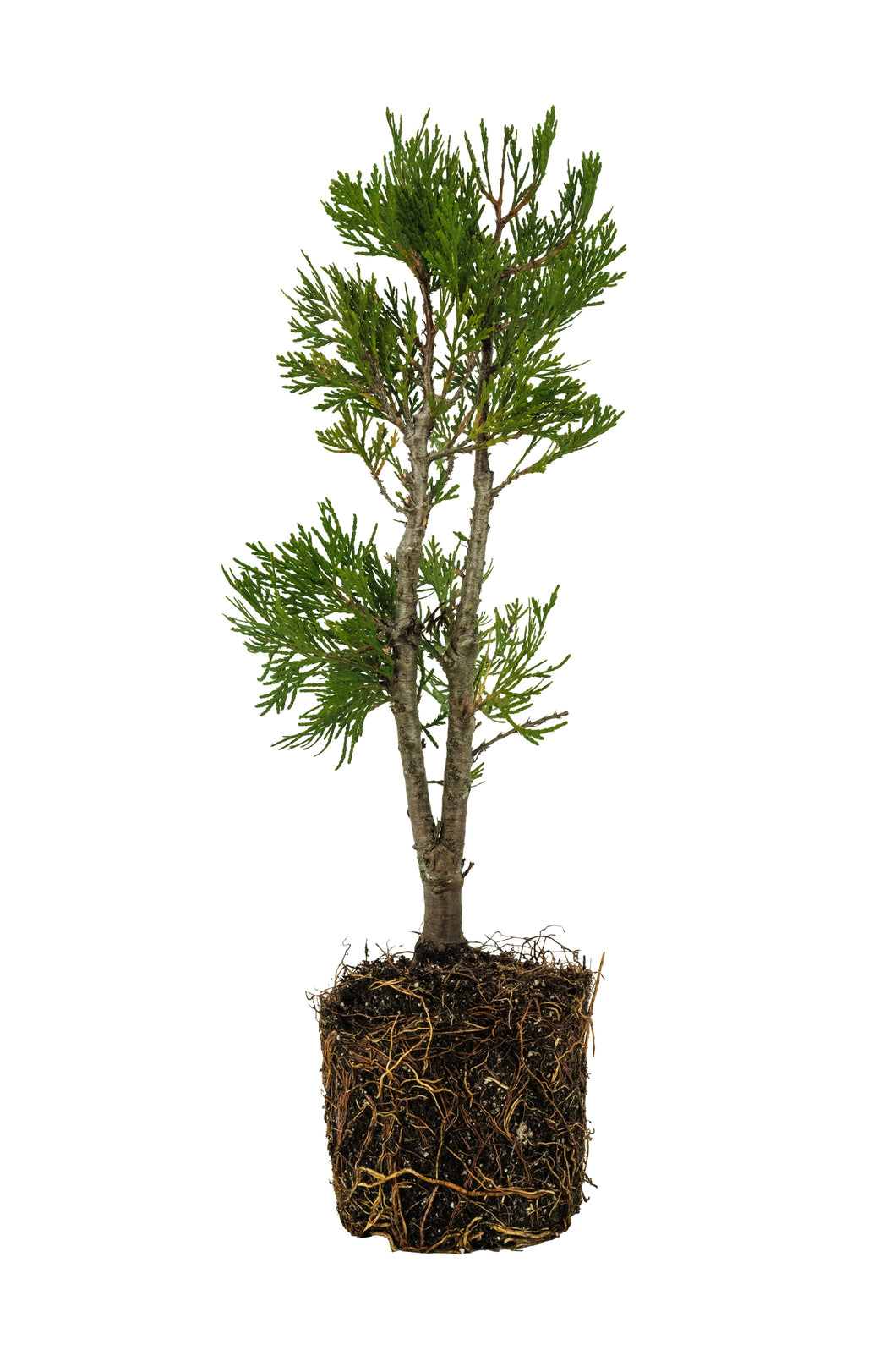 Bonsai Special | Incense Cedar (C6)