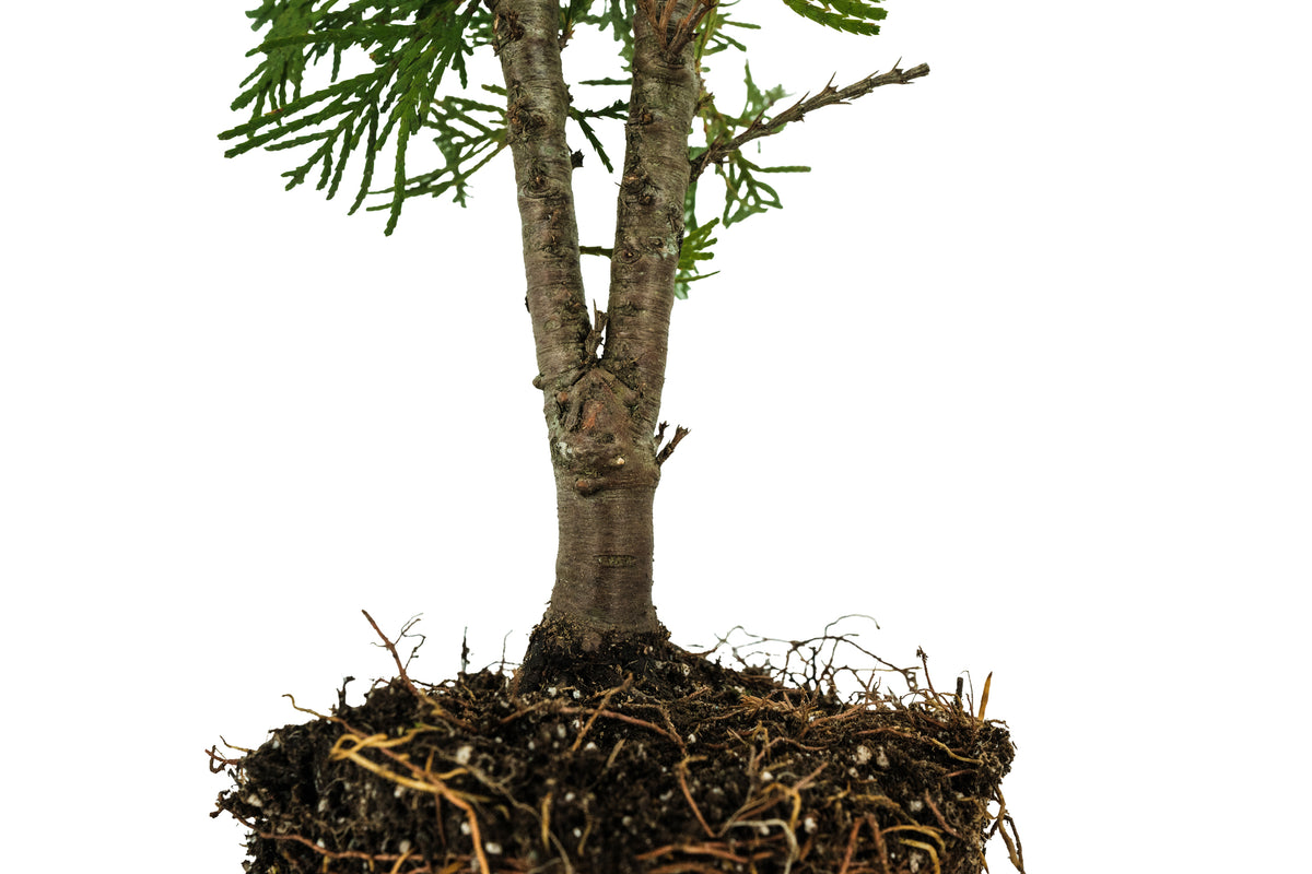 Bonsai Special | Incense Cedar (E1) – The Jonsteen Company