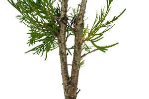 Bonsai Special | Incense Cedar (C6)