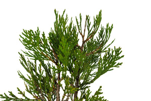 Bonsai Special | Incense Cedar (C6)