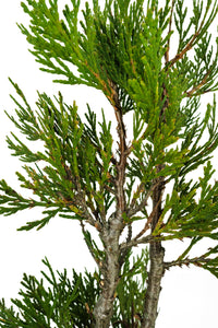 Bonsai Special | Incense Cedar (C6)