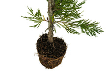 Load image into Gallery viewer, Bonsai Special | Incense Cedar (C6)