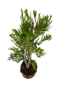 Bonsai Special | Incense Cedar (C6)