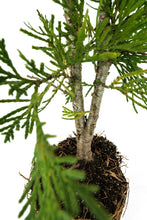 Load image into Gallery viewer, Bonsai Special | Incense Cedar (C6)