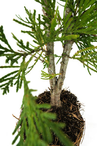 Bonsai Special | Incense Cedar (C6)