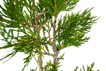 Load image into Gallery viewer, Bonsai Special | Incense Cedar (C6)