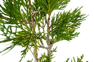 Bonsai Special | Incense Cedar (C6)