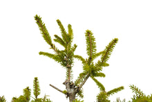 Load image into Gallery viewer, Bonsai Special | Norway Spruce (C6)