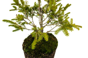 Bonsai Special | Norway Spruce (C6)
