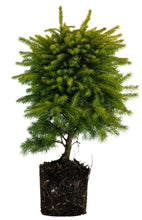 Load image into Gallery viewer, Bonsai Special | Serbian Spruce (C6)
