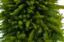 Load image into Gallery viewer, Bonsai Special | Serbian Spruce (C6)