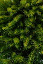 Load image into Gallery viewer, Bonsai Special | Serbian Spruce (C6)