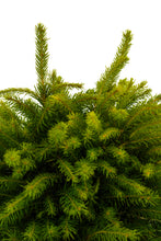 Load image into Gallery viewer, Bonsai Special | Serbian Spruce (C6)