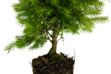 Load image into Gallery viewer, Bonsai Special | Serbian Spruce (C6)