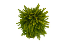 Load image into Gallery viewer, Bonsai Special | Serbian Spruce (C6)