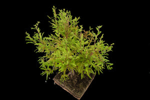 Bonsai Special | Montezuma Cypress (C7)