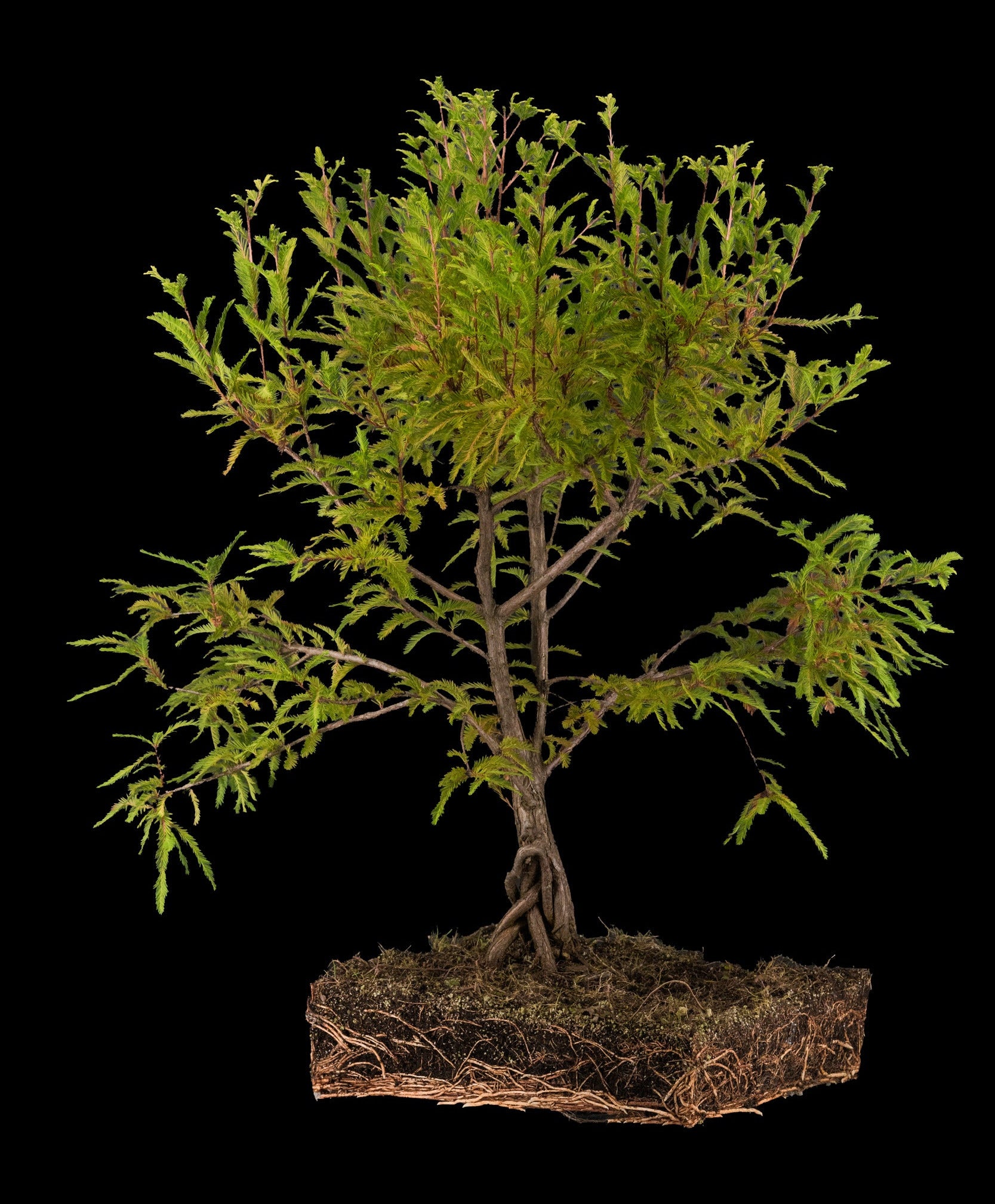 Bonsai Special