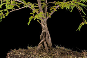 Bonsai Special | Montezuma Cypress (C7)