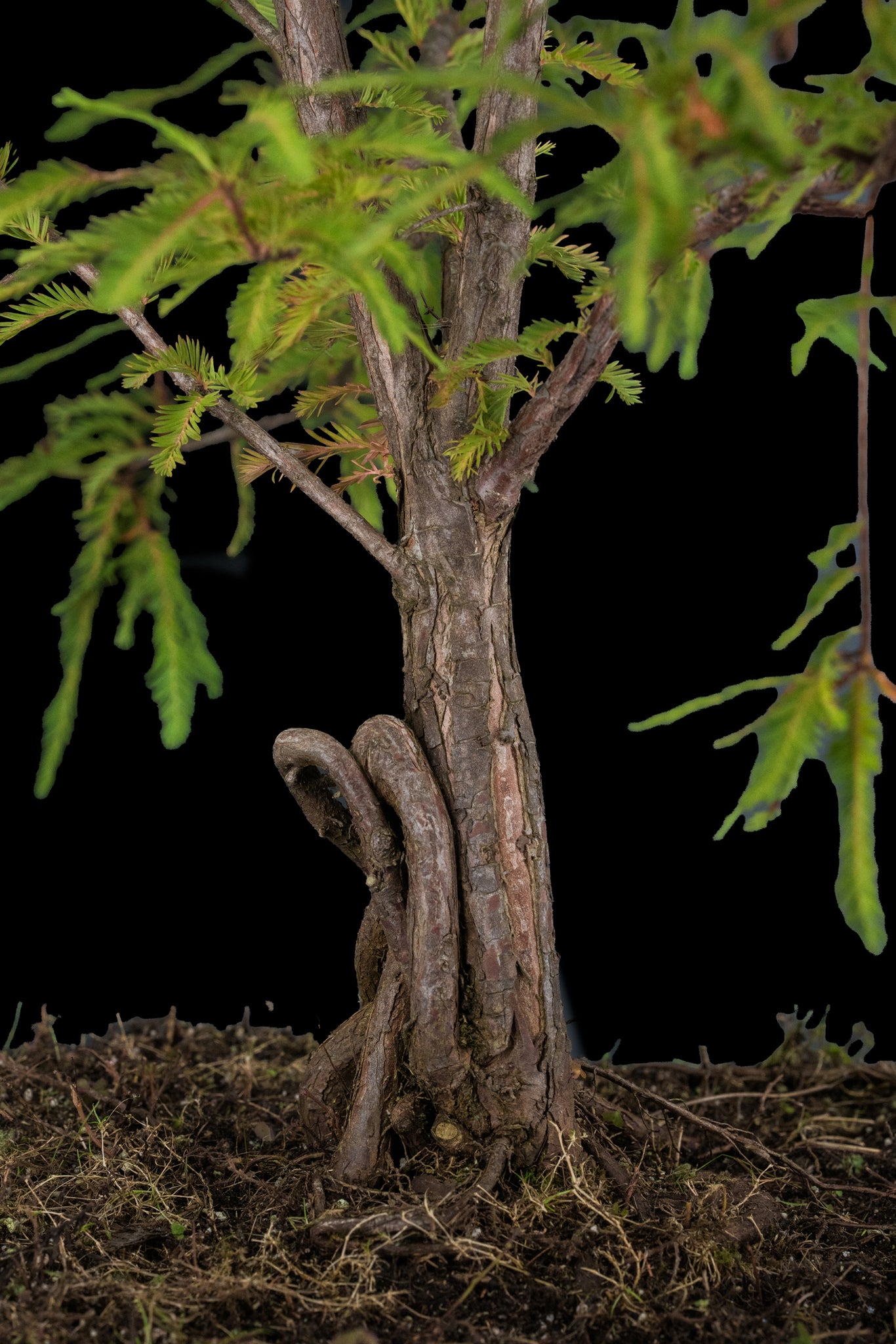 bald cypress bonsai tree for sale Bonsai Special