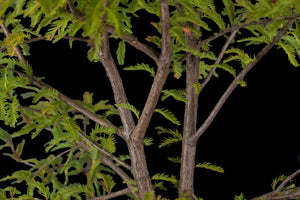Bonsai Special | Montezuma Cypress (C7)