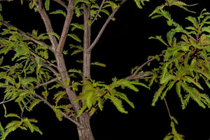 Bonsai Special | Montezuma Cypress (C7)