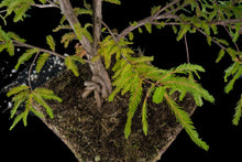 Load image into Gallery viewer, Bonsai Special | Montezuma Cypress (C7)