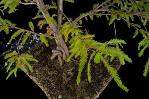 Bonsai Special | Montezuma Cypress (C7)