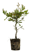 Load image into Gallery viewer, Bonsai Special | Coast Redwood (C8)