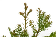 Load image into Gallery viewer, Bonsai Special | Coast Redwood (C8)