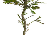 Load image into Gallery viewer, Bonsai Special | Coast Redwood (C8)