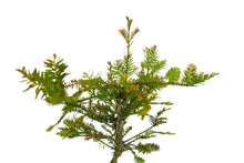 Load image into Gallery viewer, Bonsai Special | Coast Redwood (C8)