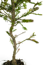 Load image into Gallery viewer, Bonsai Special | Coast Redwood (C8)
