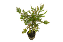 Load image into Gallery viewer, Bonsai Special | Coast Redwood (C8)