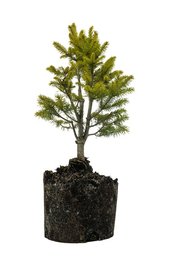 Bonsai Special | Norway Spruce (C8)