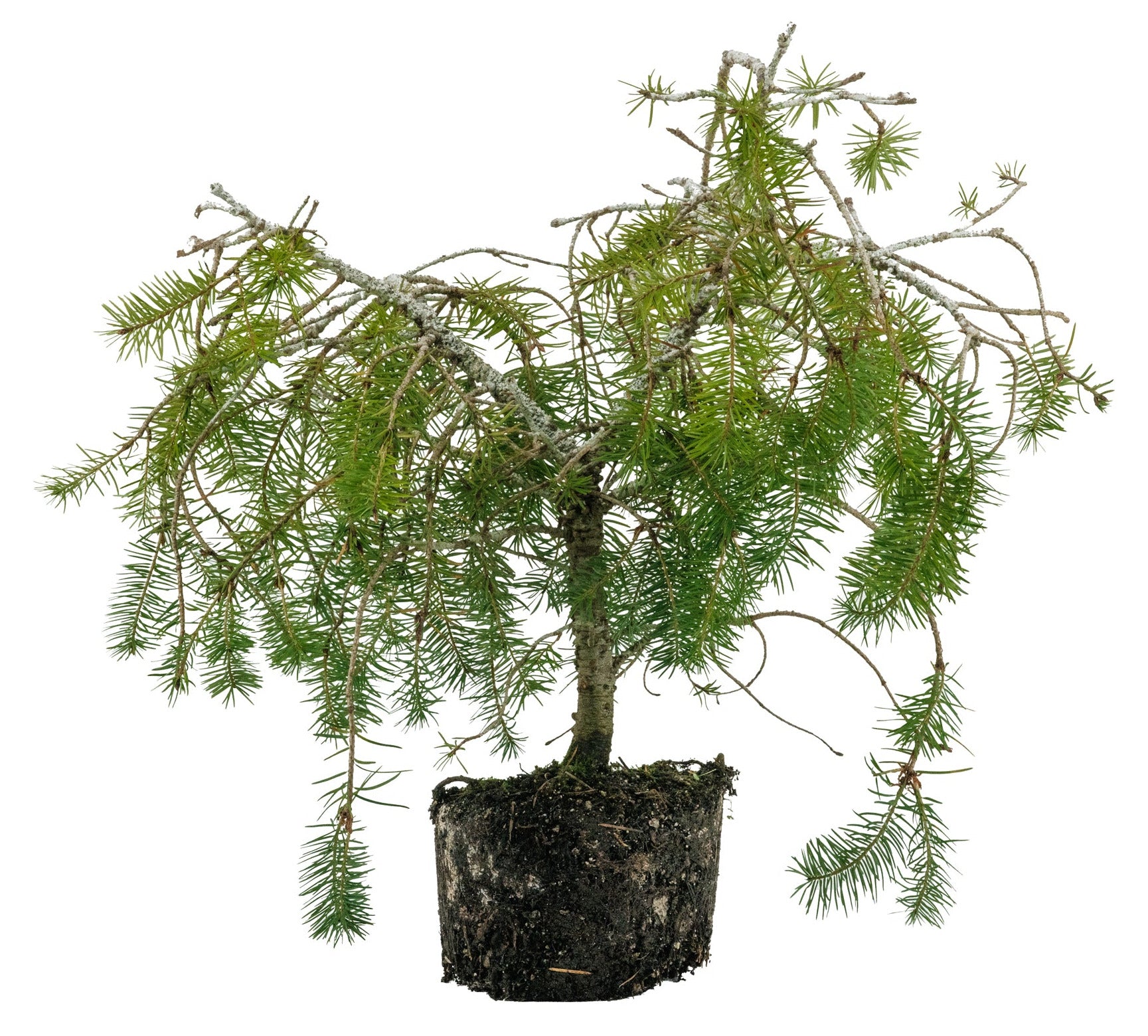 Bonsai Special