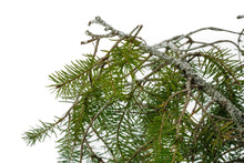 Load image into Gallery viewer, Bonsai Special | Douglas-Fir (C9)