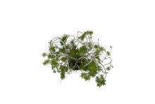 Load image into Gallery viewer, Bonsai Special | Douglas-Fir (C9)