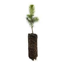 Load image into Gallery viewer, Colorado Blue Spruce | Medium Tree Seedling | The Jonsteen Company