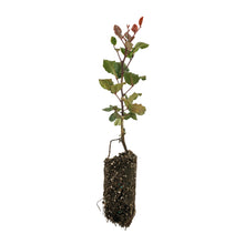 Load image into Gallery viewer, Carob Tree | Medium Tree Seedling | The Jonsteen Company