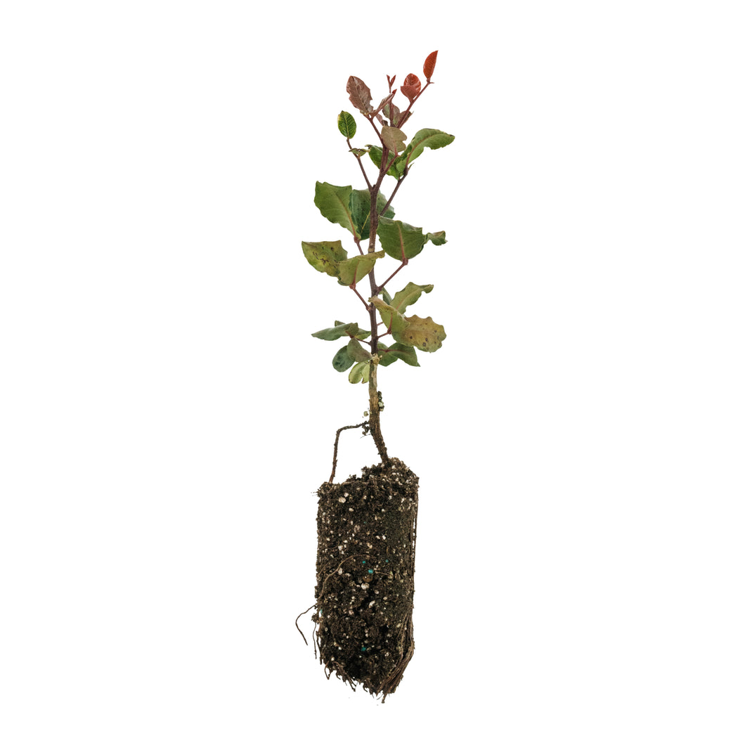 Carob Tree | Medium Tree Seedling | The Jonsteen Company