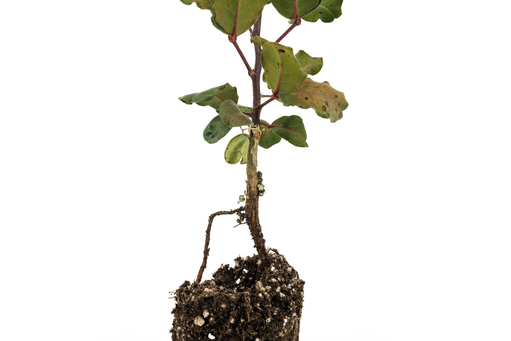 bonsai carob tree Carob Tree