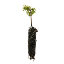 Load image into Gallery viewer, Cedar of Lebanon | Small Tree Seedling | The Jonsteen Company