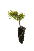 Load image into Gallery viewer, Cedar of Lebanon | Small Tree Seedling | The Jonsteen Company