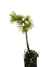 Load image into Gallery viewer, Cedar of Lebanon | Small Tree Seedling | The Jonsteen Company
