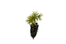 Load image into Gallery viewer, Cedar of Lebanon | Small Tree Seedling | The Jonsteen Company