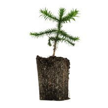 Load image into Gallery viewer, Chilean Monkey Puzzle | XL Tree Seedling | The Jonsteen Company