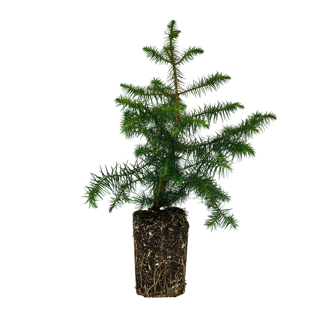 Xl Tree China Fir | XL Tree Seedling – The Jonsteen Company